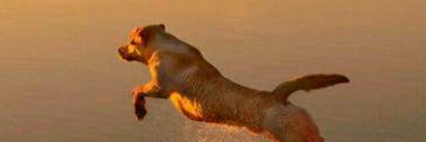 Isa_Rio_Roma's profile banner image
