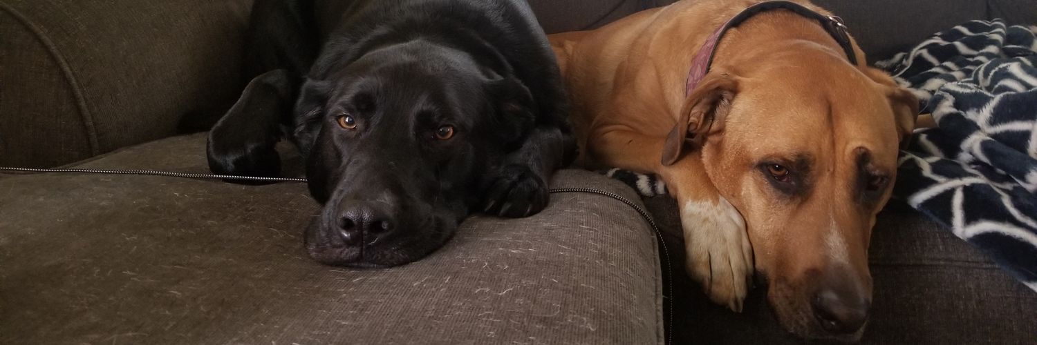 Lindsey Schwolgin banner