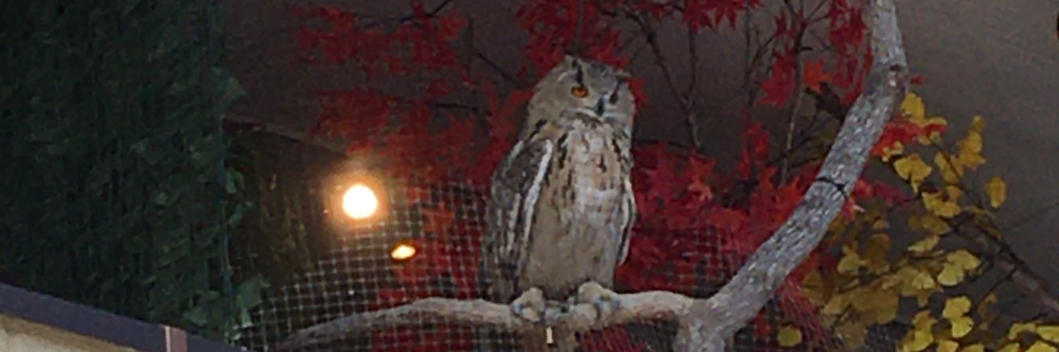 kaisixya's profile banner image