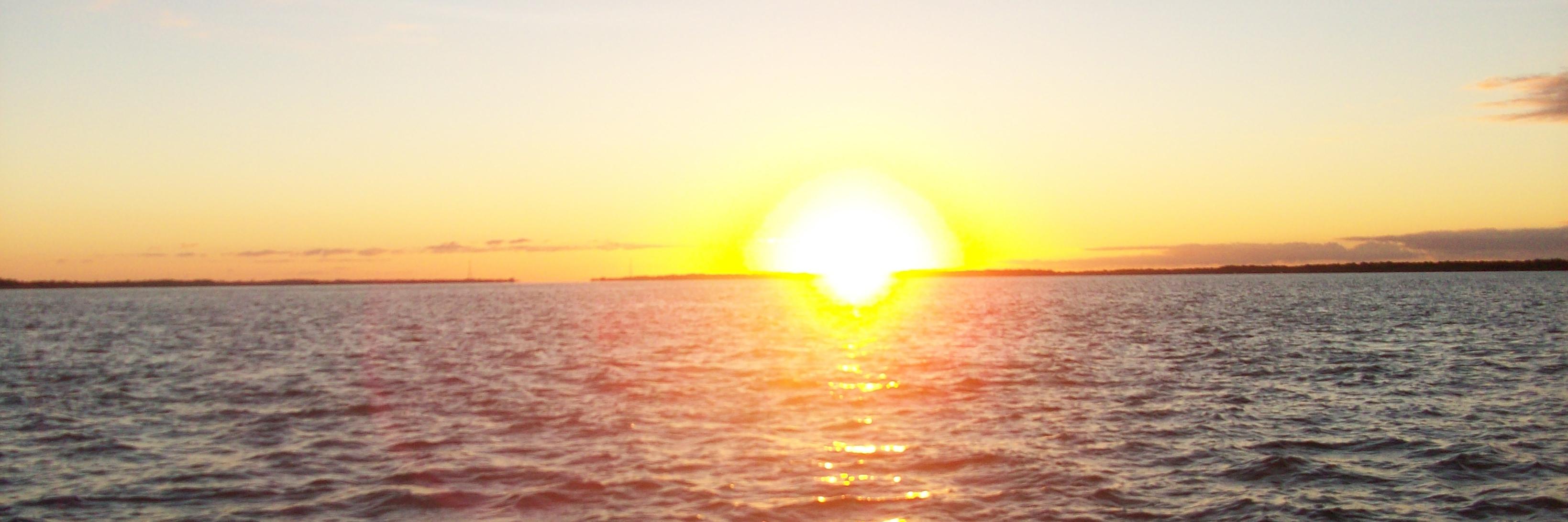 |(虎)| Dαniël Salinas banner