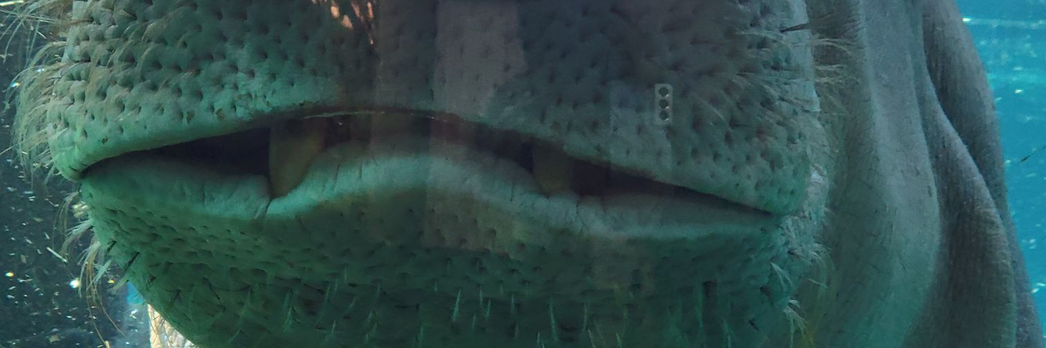 jennugue's profile banner image