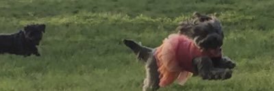 GypsyKatja's profile banner image