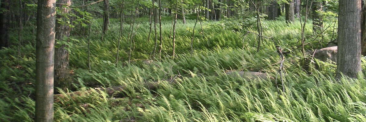 Eric_Giroux's profile banner image
