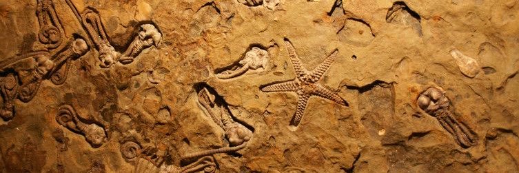 Hallu 🦕🪼|| C0MMS OPEN 🔔 banner