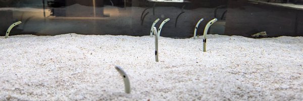 offtoon_orimi Profile Banner