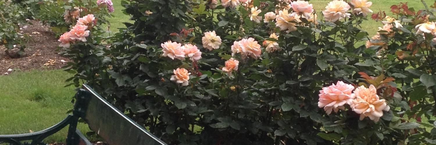 kittyleiper's profile banner image