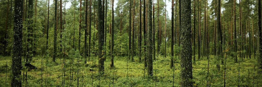 Bedram Tamang banner