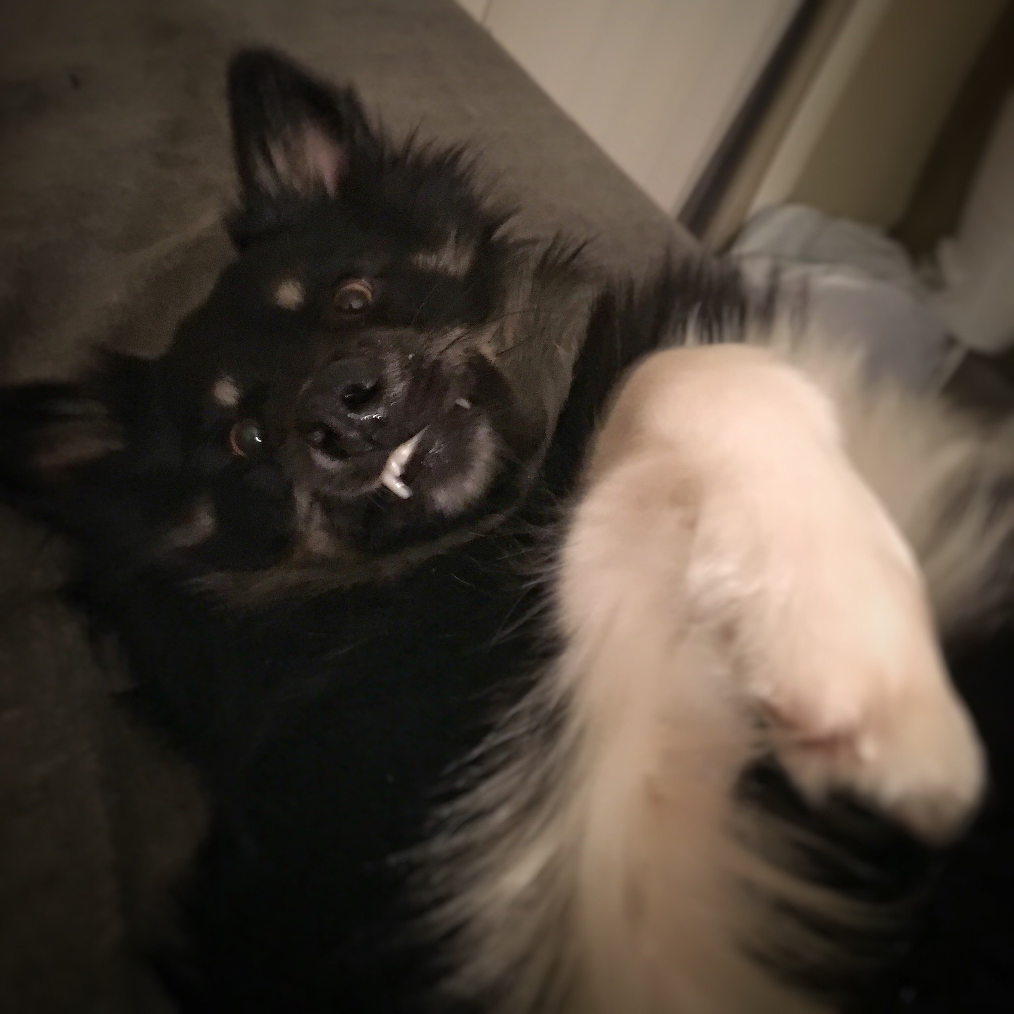 "Haunted Swamp" Seals banner