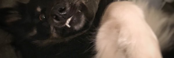 hailsealser Profile Banner
