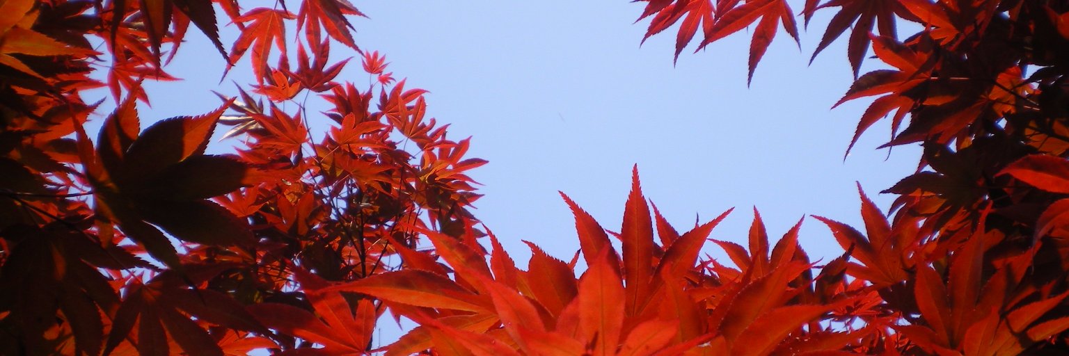 Provender Nurseries banner