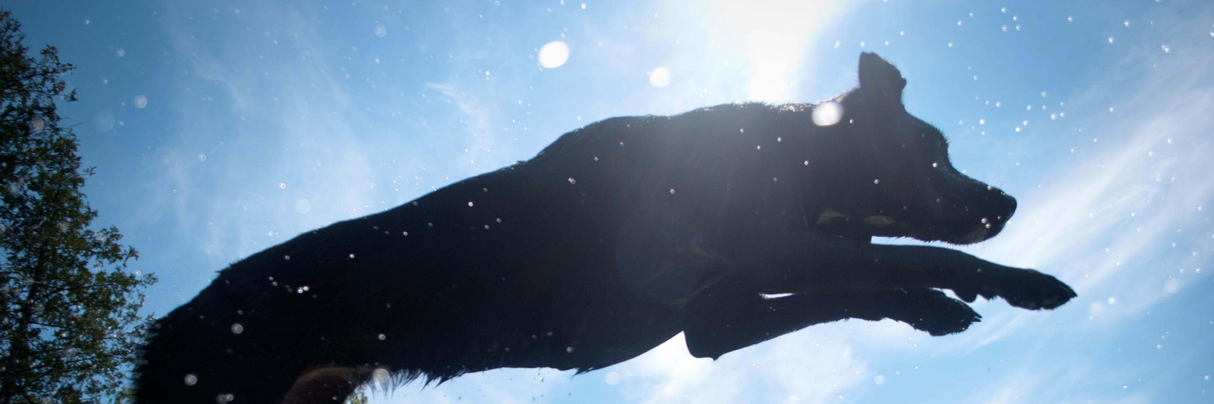 Rob Villeneuve banner