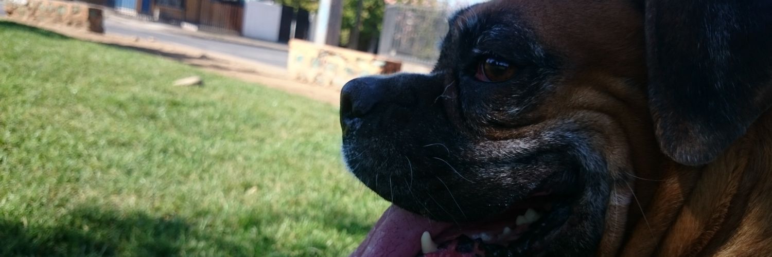 Margaritas ✨ banner