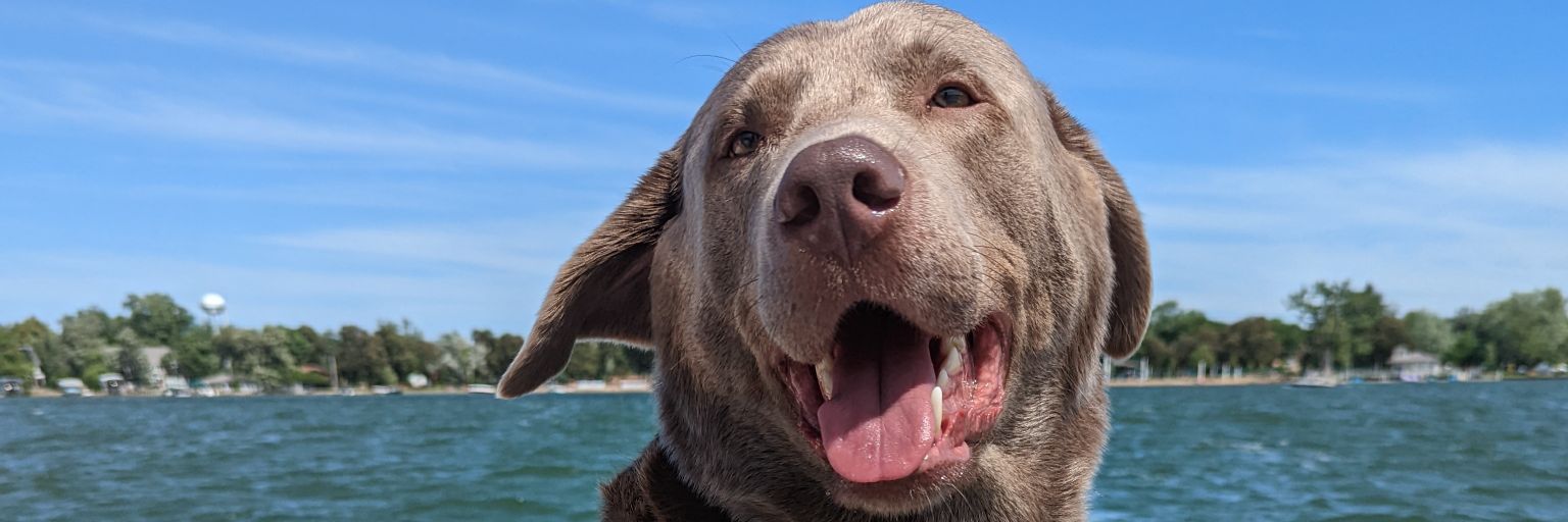 Gina Majewski banner