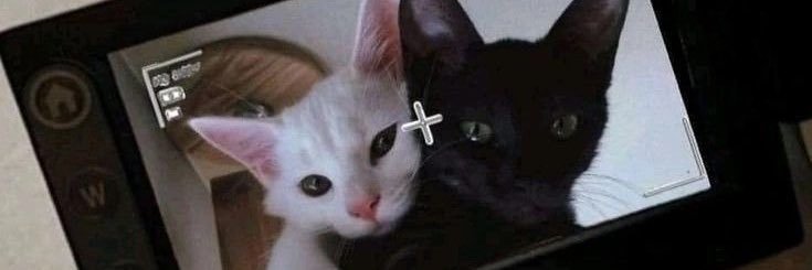 ✧ nees ' ~ 🐰 mt after dm banner