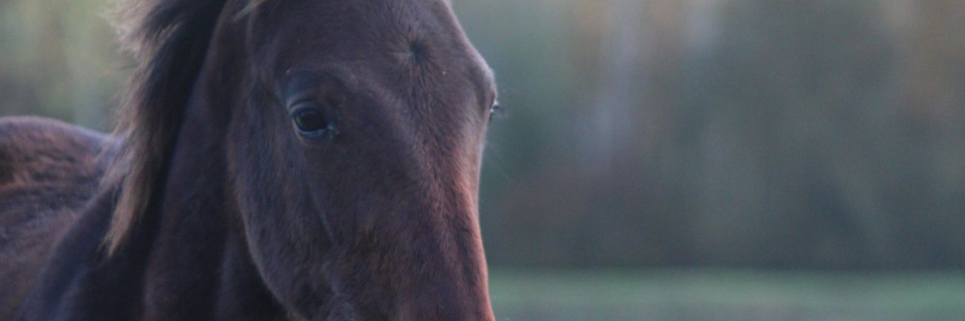 Nopasc's profile banner image