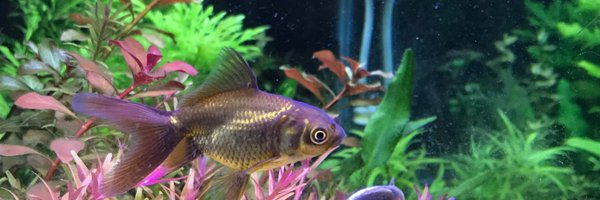 doubledunked Profile Banner