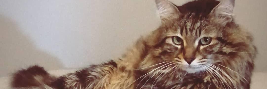 jiggylypufff's profile banner image