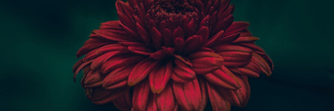 Jessica Decote banner