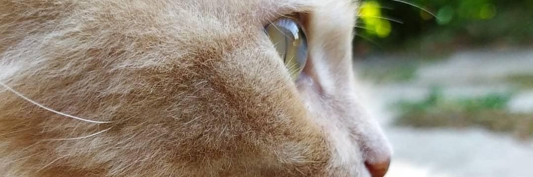 techugando's profile banner image