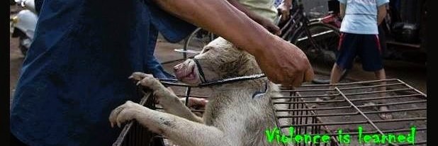 China Dogs and Cats banner