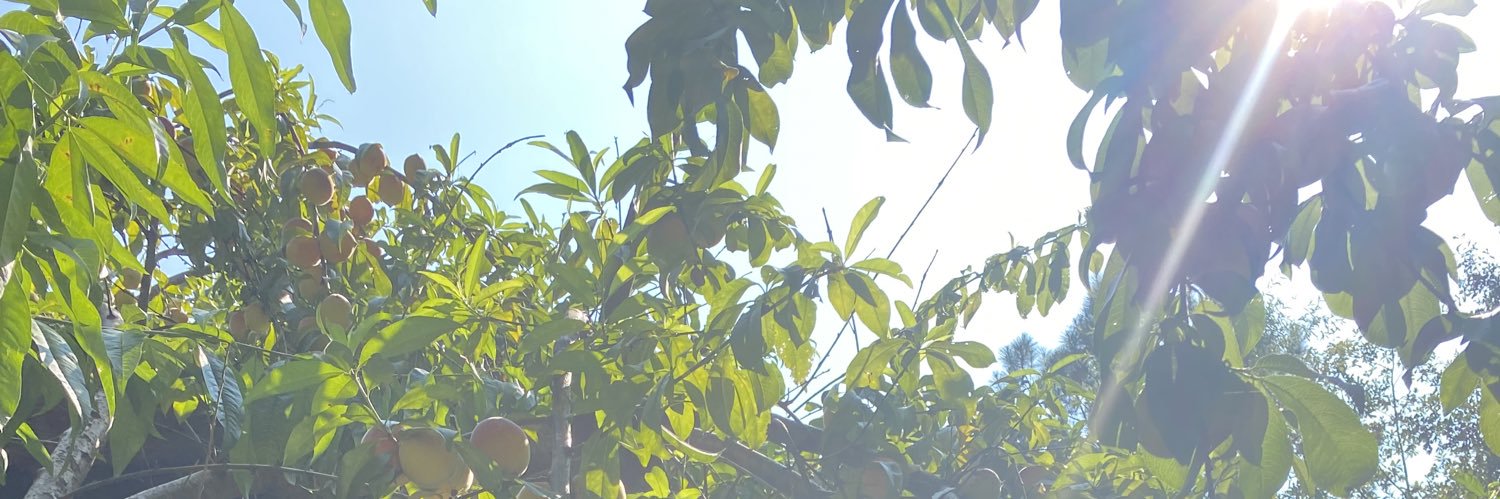 AngelsArchives's profile banner image
