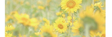 mi__cchi_'s profile banner image