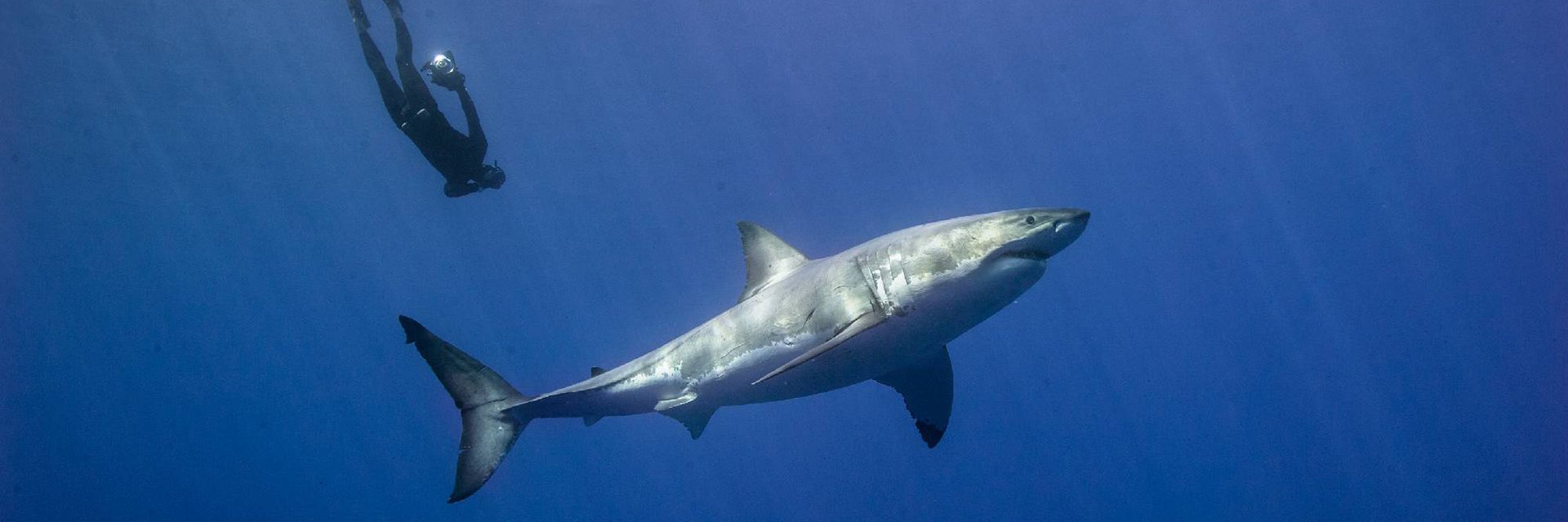 The Watermen Project banner