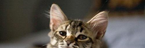 febbytriandini's profile banner image