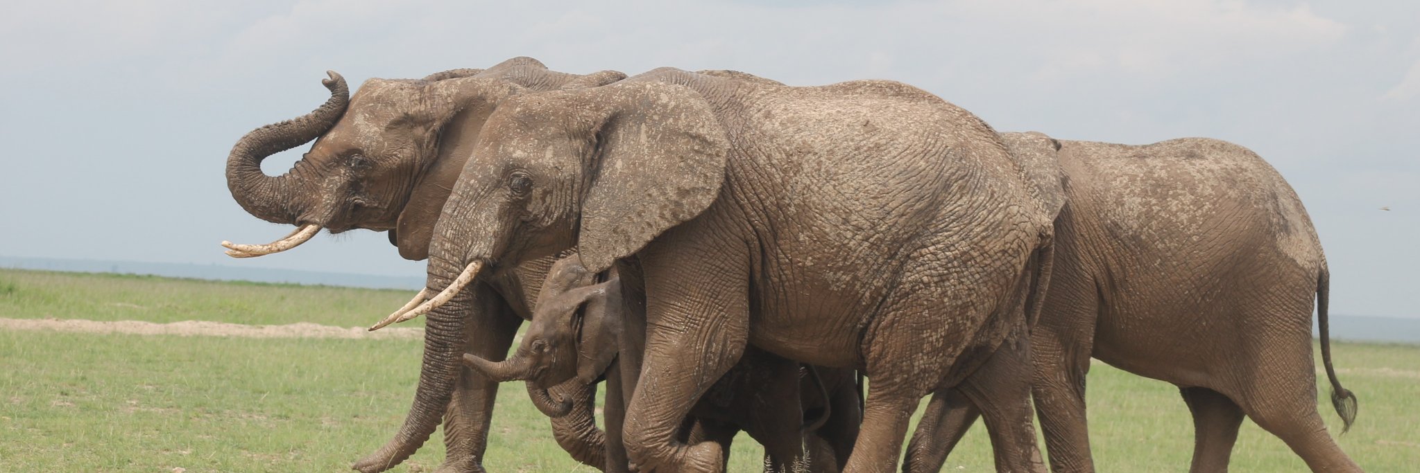 Amboseli Ecosystem Trust banner