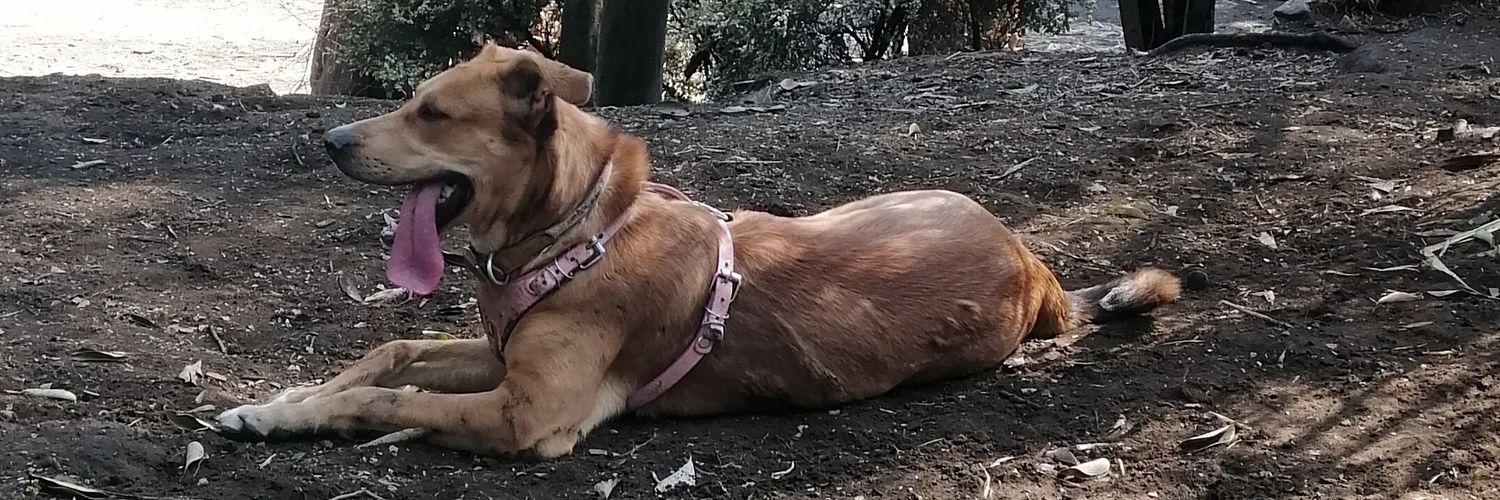 うさぎ 🐰 banner