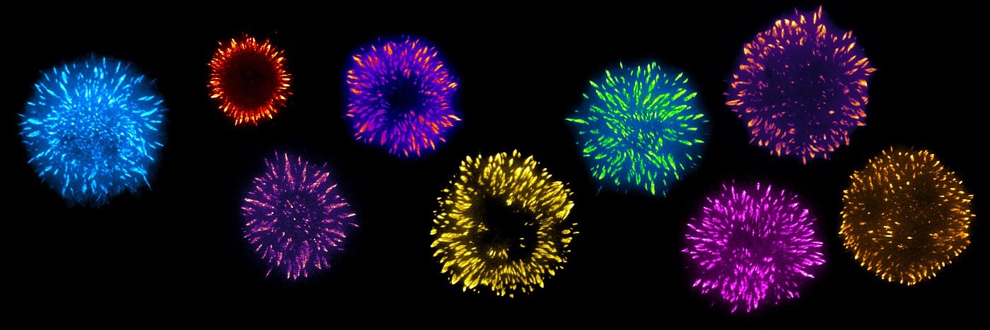 Paul Markus Müller banner