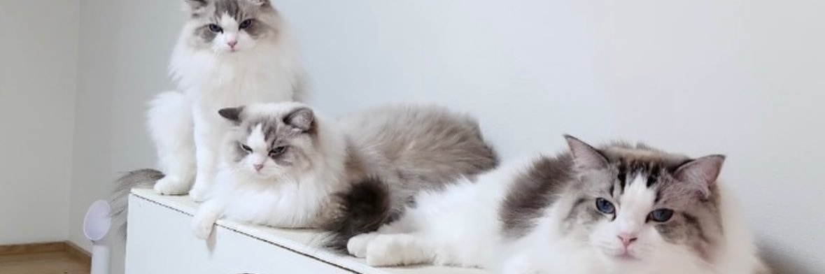 my little cutie baby luna💖 banner