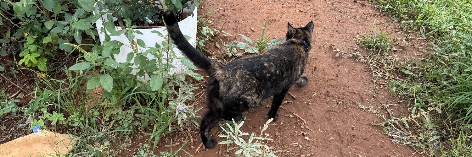 Alaina Catssadine's Cursed Cat Café banner