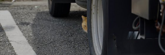 moimoimaru's profile banner image