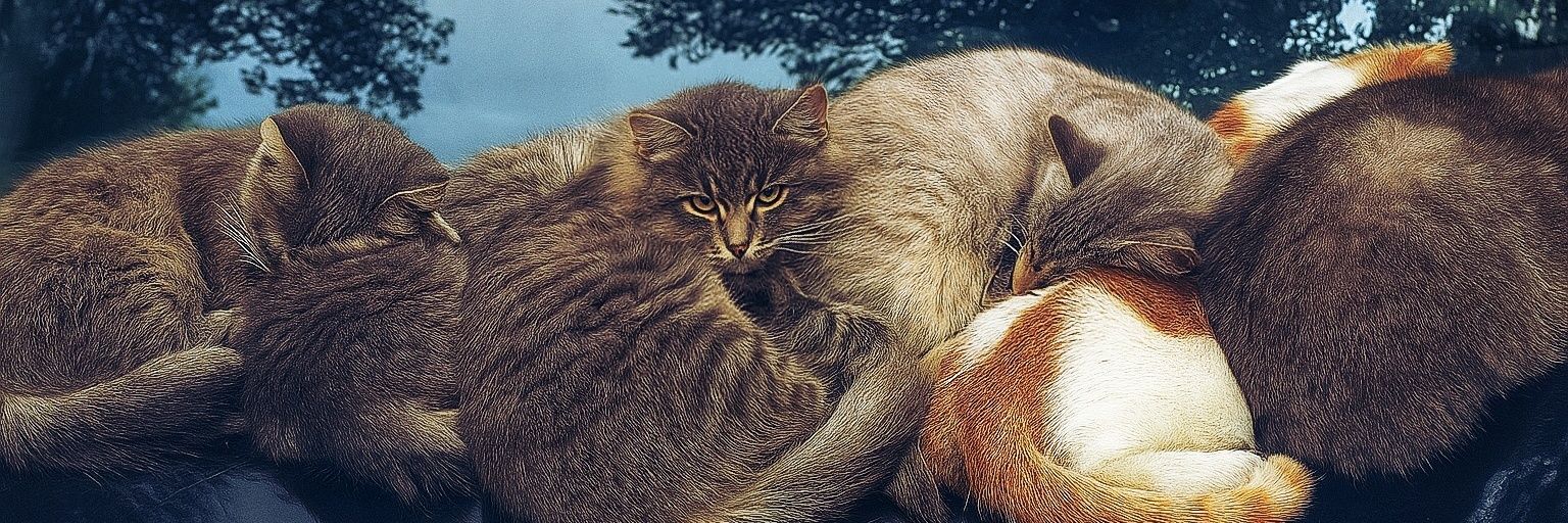 Samer Zineddine (سامر زين الدين) banner