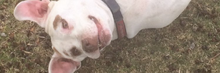 FlowerTheSkunk banner