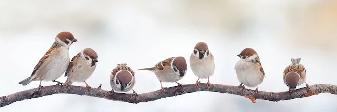 FlockBlock1's profile banner image