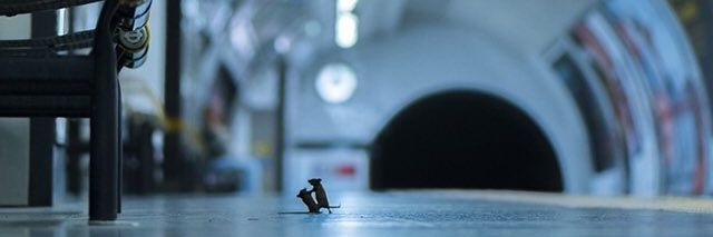 albermaus's profile banner image