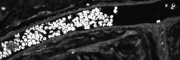 MVLabUW Profile Banner