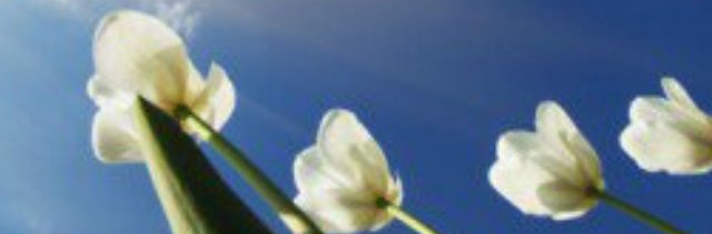Beatrizdam's profile banner image