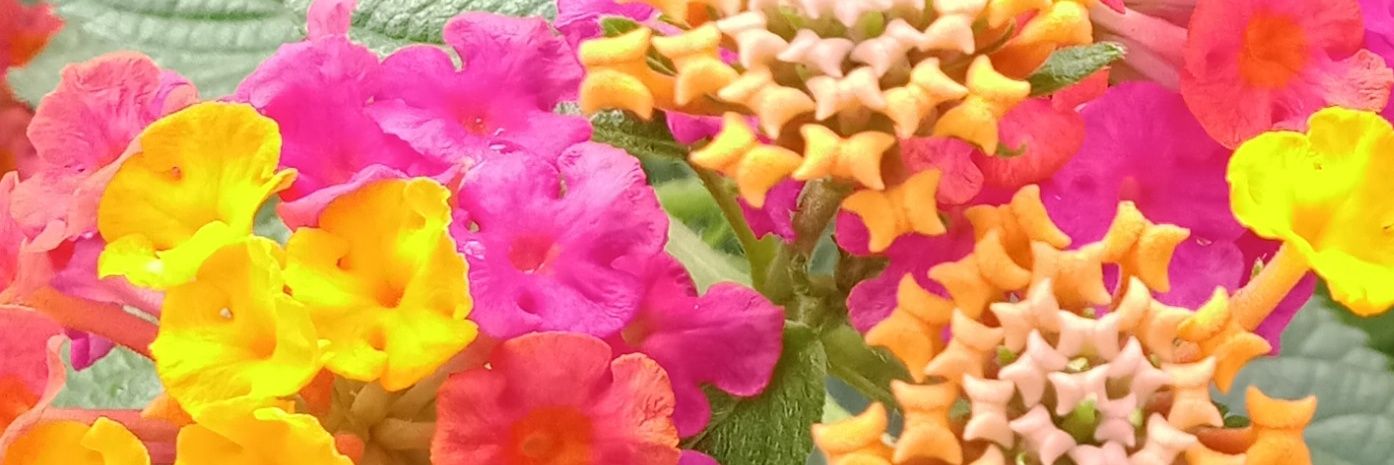 simoun_ericson's profile banner image
