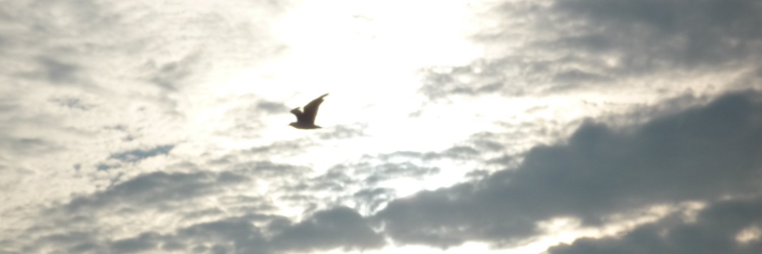 stvox's profile banner image