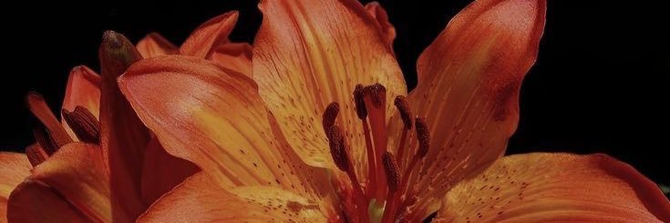 xolecsa's profile banner image
