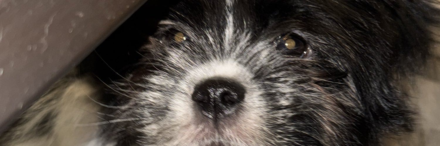pikuz12's profile banner image