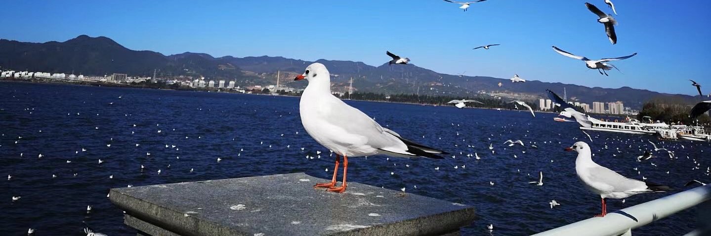 Everett Clark banner