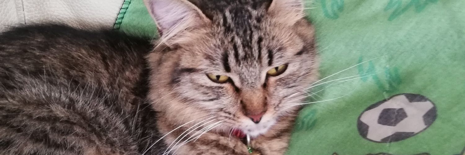JunuenP's profile banner image
