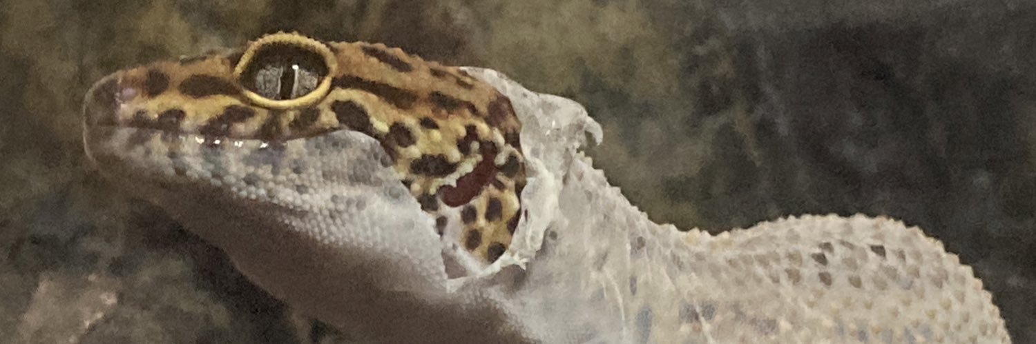 BookLepisma's profile banner image