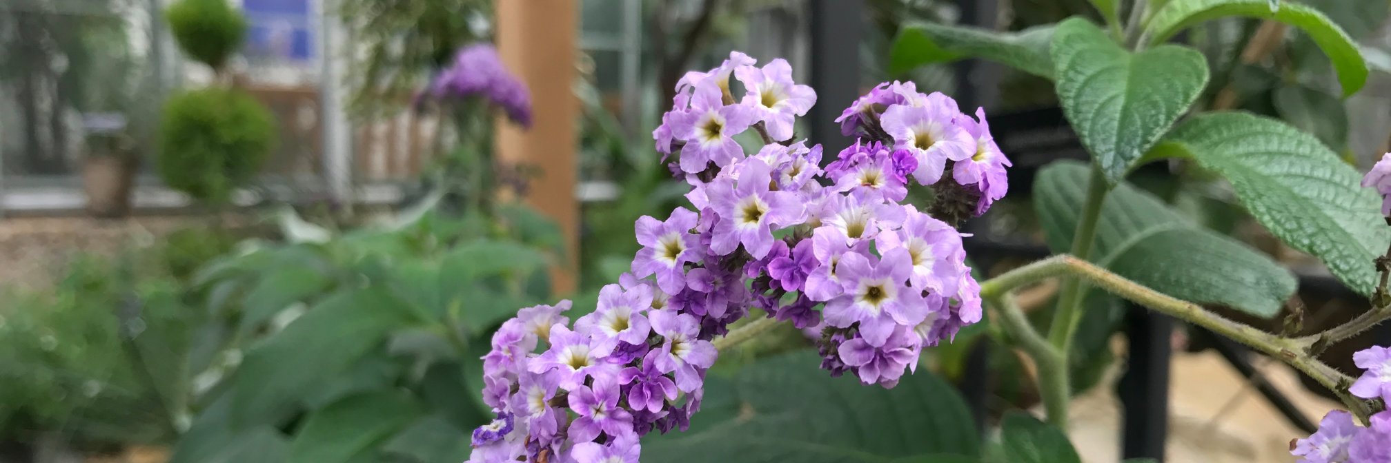 usbotanicgarden banner