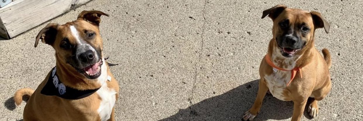 sydneynardizzi's profile banner image