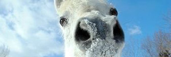Chummycoot Profile Banner